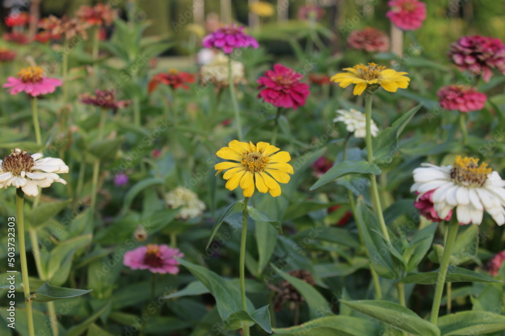 Obraz premium flowers in the garden
