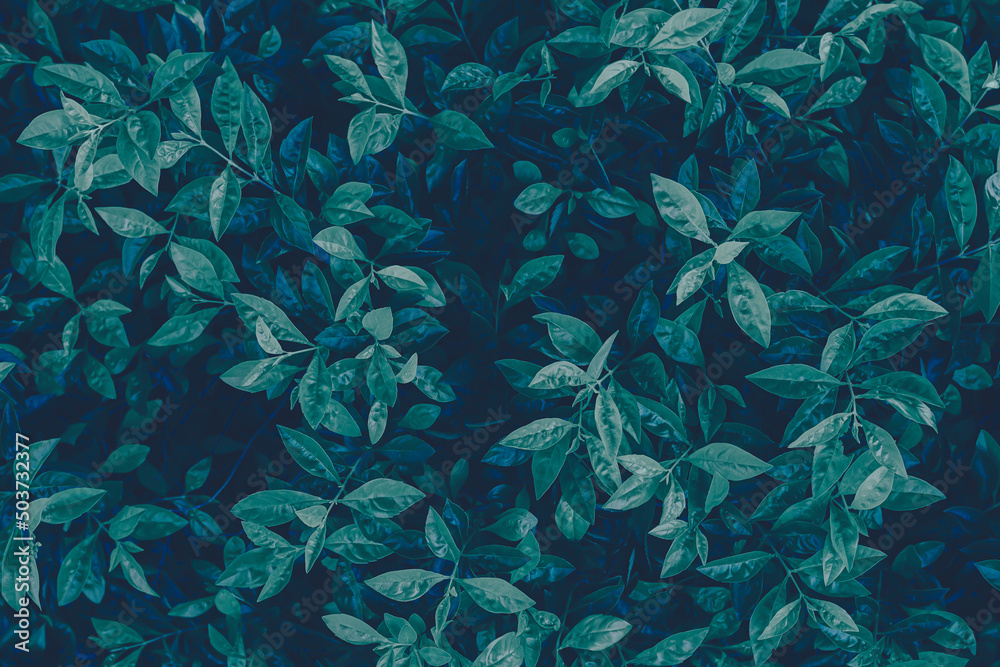 Fototapeta premium closeup of blue leaf background