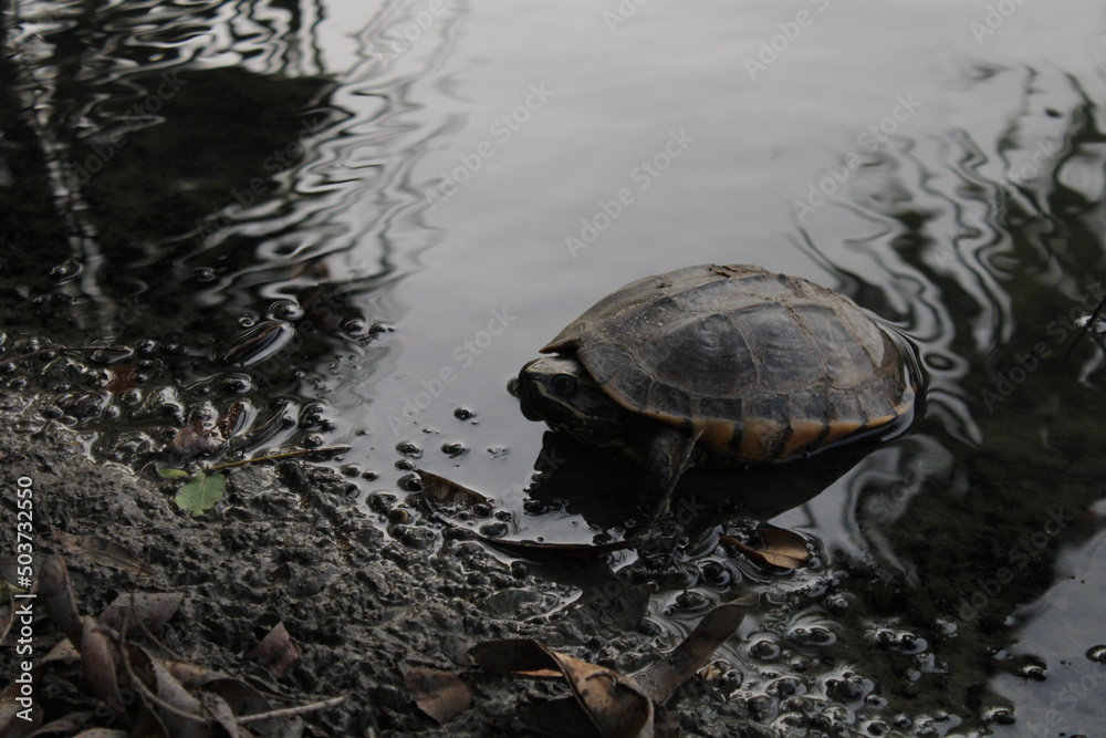 Fototapeta premium turtle in the water