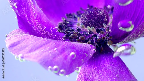 Close-up of bright purple flower with bubbles. Stock footage. Beautiful flower in clear water with stream of bubbles on isolated background. Stream of bubbles under water waving flower