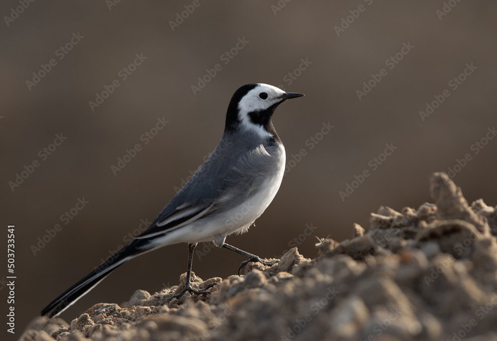 White wagtail climbing a mound, Bahrain