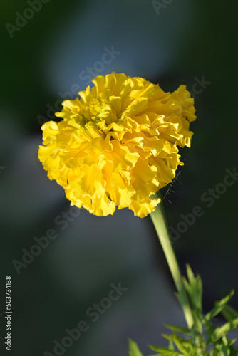 Beautiful yellow flower on a gray background