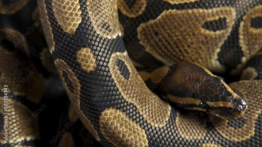 Background of snakeskin. The snake is crawling Background of snakeskin. The snake is crawling