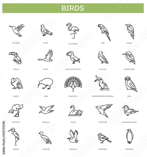 Set of different birds. Vector line icons