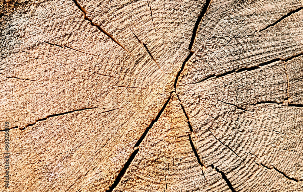 Background from a felled tree. Wooden texture Background from a felled tree. Wooden texture