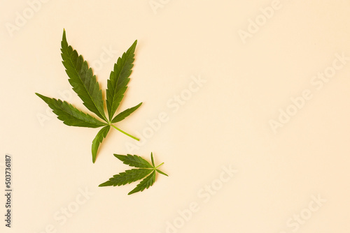 Marihuana leaf on a light background, top view with copy space. Fresh canabis crop.