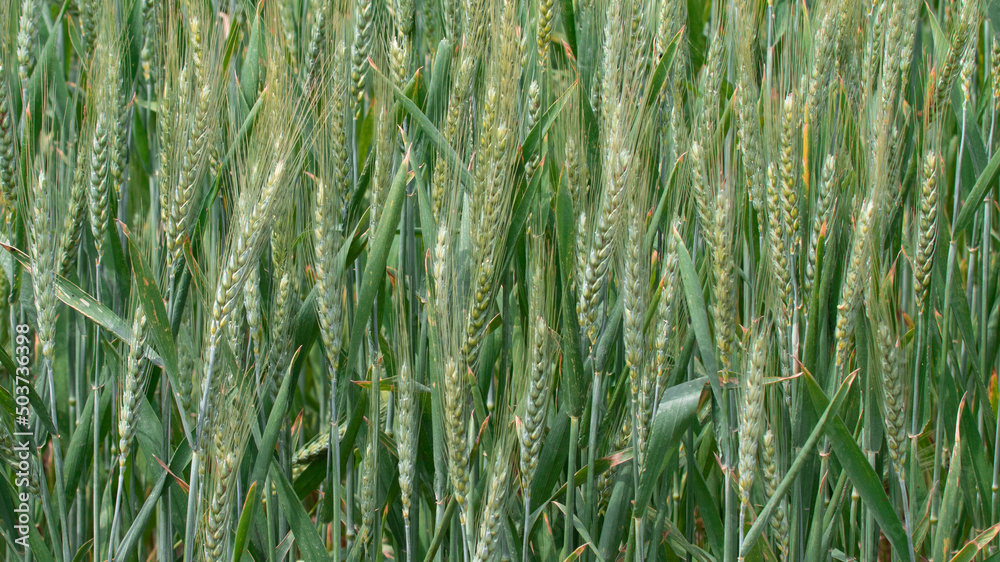 Obraz premium close up of young green wheat on the field