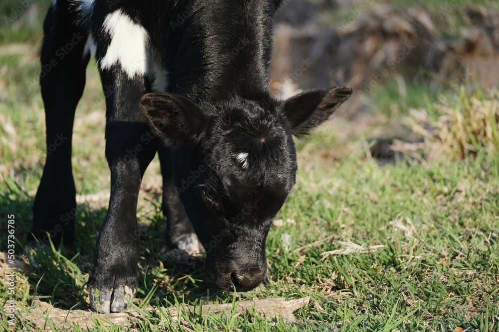 Baby cow close up grazing during spring in farm field. Baby cow close up grazing during spring in farm field.