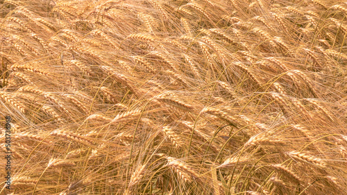 ripe wheat and spike in summer