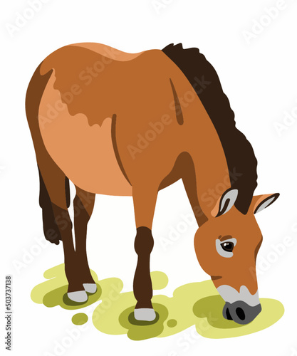 realistic vector przewalski's horse on a meadow