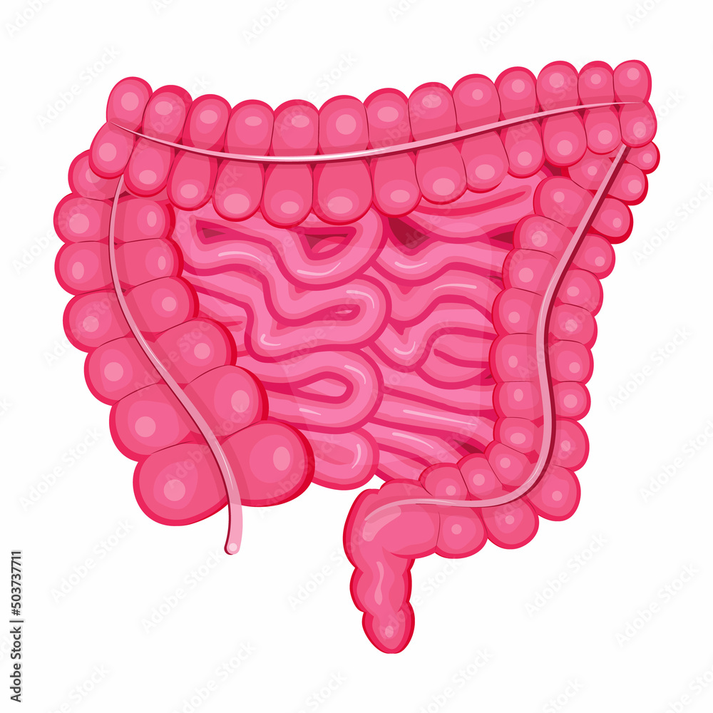 Large intestine and small intestine vector in flat detail style. Human ...