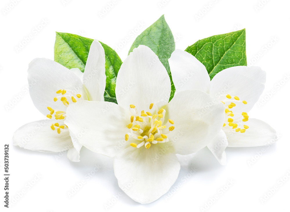 Fototapeta premium Blooming jasmine flowers isolated on white background.