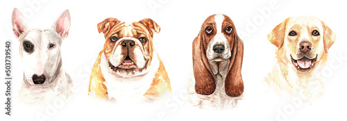 Set of watercolor portraits of 4 dog breeds Bull terrier, Bulldog, Basset Hound and Labrador Retriever. Dog drawing head clipping path isolated on white background.