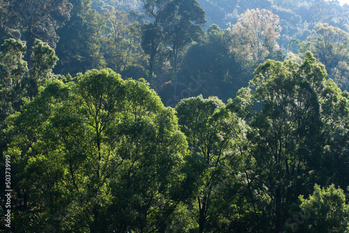 Greenery tree in Tropical forest