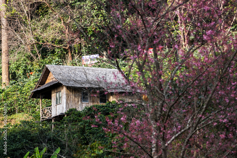 Cherry BlossomTree at Ban Khun Chang Khian, Chiang Mai, Northern Thailand