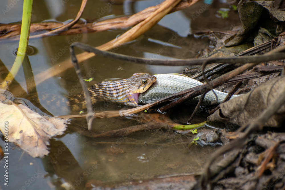 The Image of a rat-snake hunting a fish in the bushes of the pond, the relationship between food and eater in the living world