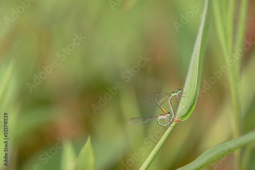 dragonfly on a green leaf © parianto