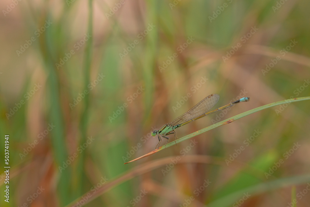 dragonfly on a green leaf dragonfly on a green leaf