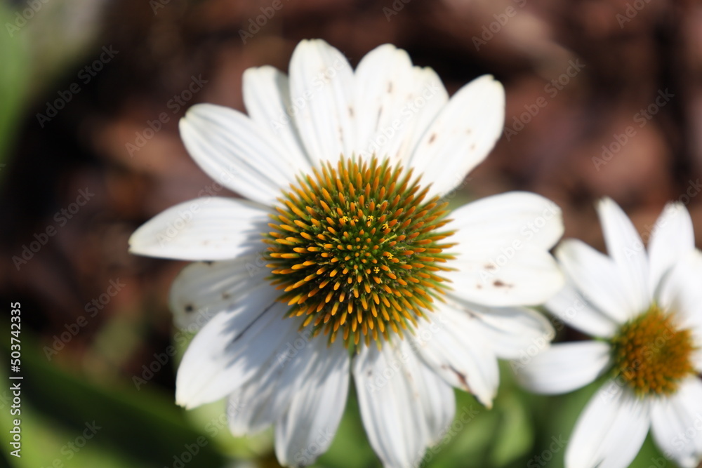 Fototapeta premium white daisy flower