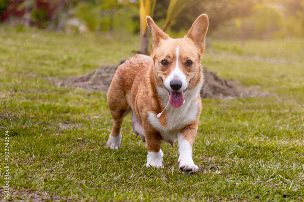 corgi breed dog in pregnancy, with puppies