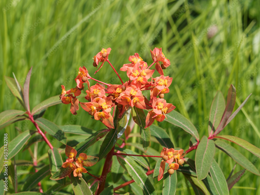 Euphorbia griffithii | Euphorbe de Griffith, plante buissonnante et décorative à floraison printanière orange, jaune et fuchsia lumineux, , feuillage vert sombre, brun, bronze à pourpré Euphorbia griffithii | Euphorbe de Griffith, plante buissonnante et décorative à floraison printanière orange, jaune et fuchsia lumineux, , feuillage vert sombre, brun, bronze à pourpré