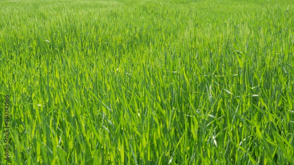 Green fresh young wheat in the fields grows and ripens for the future harvest Green fresh young wheat in the fields grows and ripens for the future harvest