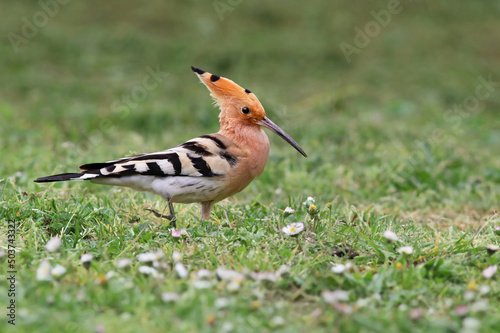 Close up of a beautiful eurasian hoopoe (Upupa epops) on the grass of a green field with flowers. Background wildlife image of a stunning and colorful exotic bird with a crest. Lugo, Spain. © Fernando