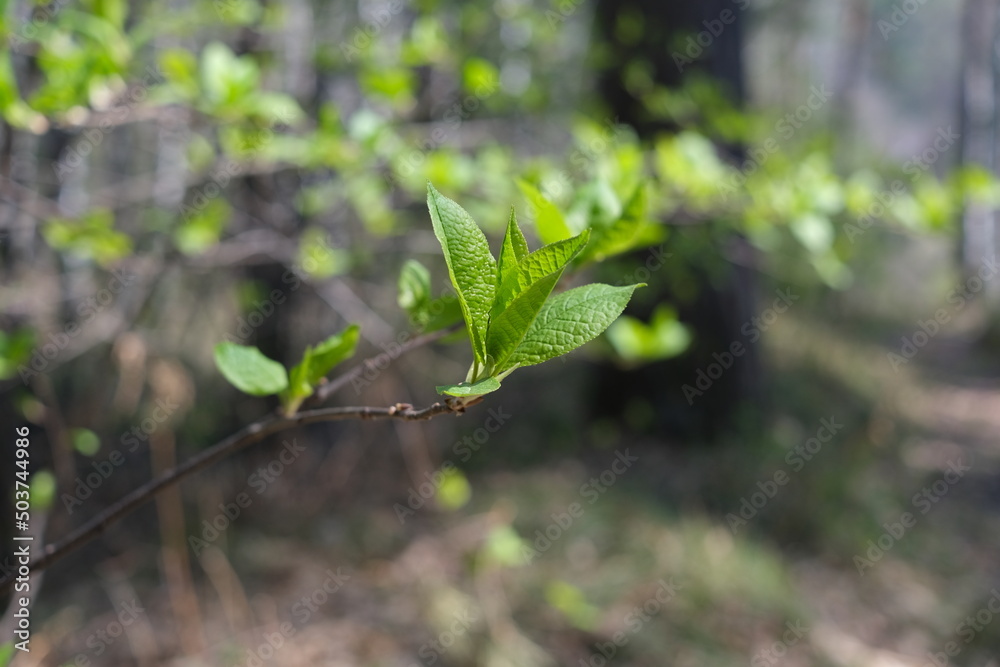 A branch of a shrub with blooming leaves in spring A branch of a shrub with blooming leaves in spring