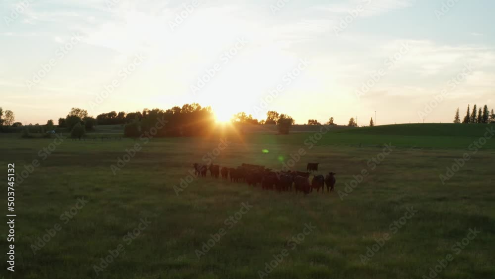 Aerial, herd of black cows walking on grass field meadow during sunset. Lens flare Aerial, herd of black cows walking on grass field meadow during sunset. Lens flare