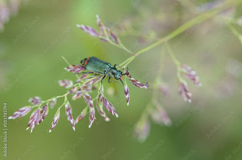 Malachius bipustulatus - Malachite Beetle - Malachides à deux points - Malachie à deux taches Malachius bipustulatus - Malachite Beetle - Malachides à deux points - Malachie à deux taches