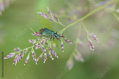 Malachius bipustulatus - Malachite Beetle - Malachides à deux points - Malachie à deux taches