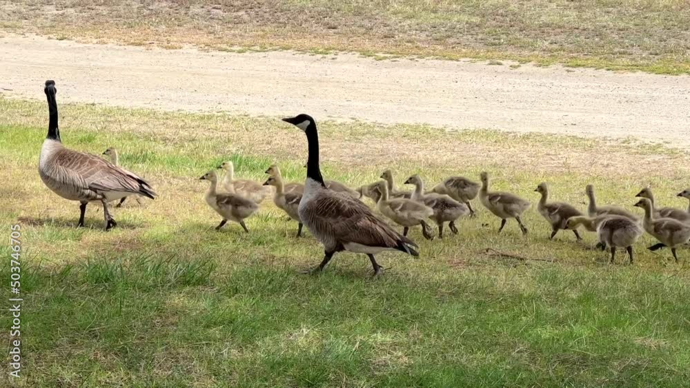 4K HD video several adult Canada Geese walking in brown and green grass in city park next to walkway.
4K HD video several adult Canada Geese walking in brown and green grass in city park next to walkway.