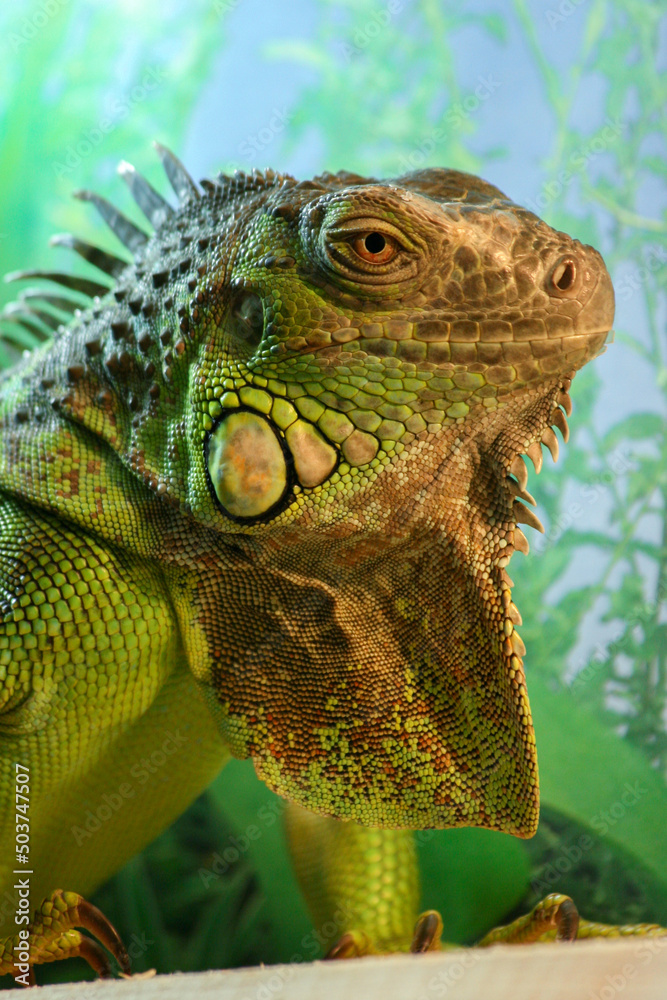 Obraz premium Portrait of a green iguana