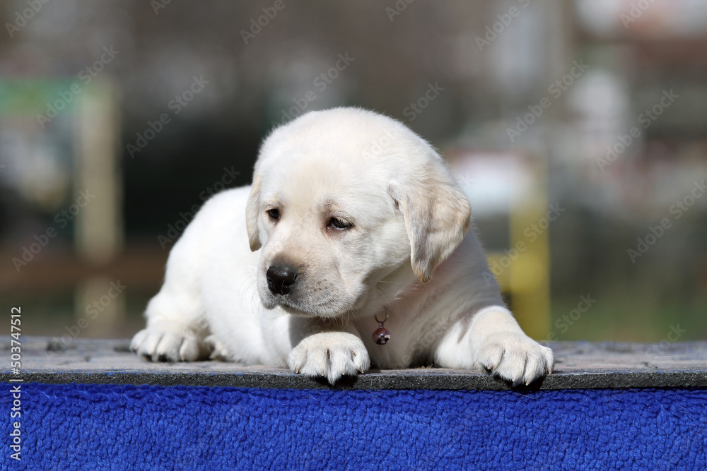 a yellow labrador puppy on the blue background