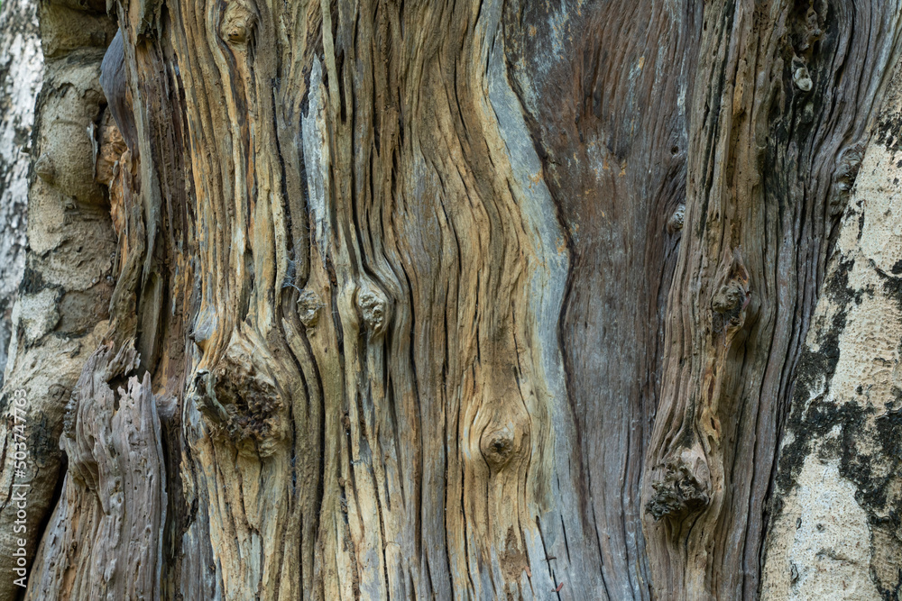 old wood texture old wood texture