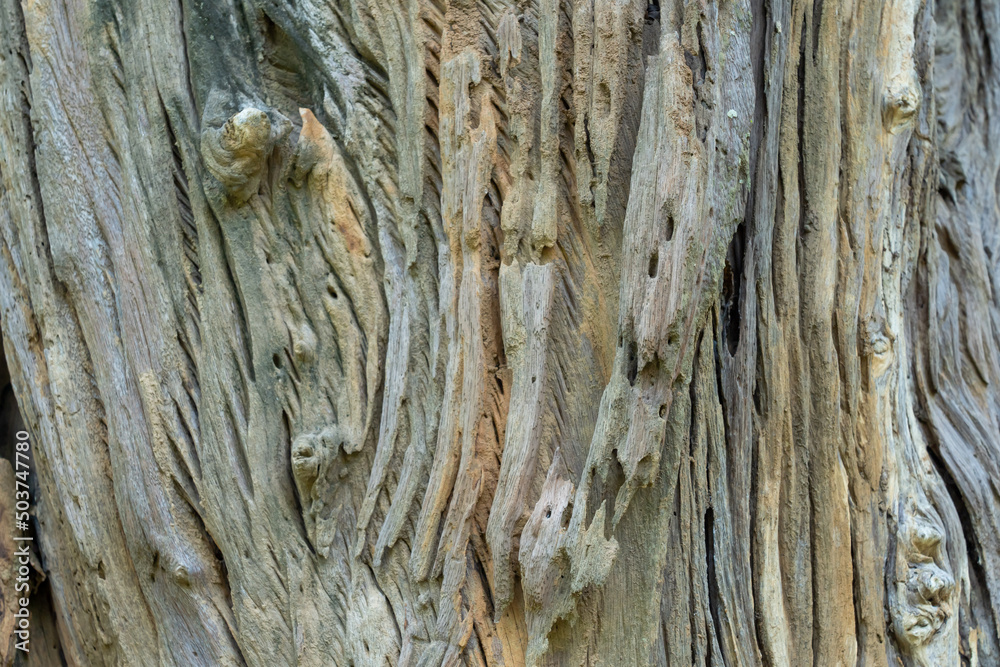 old wood texture old wood texture