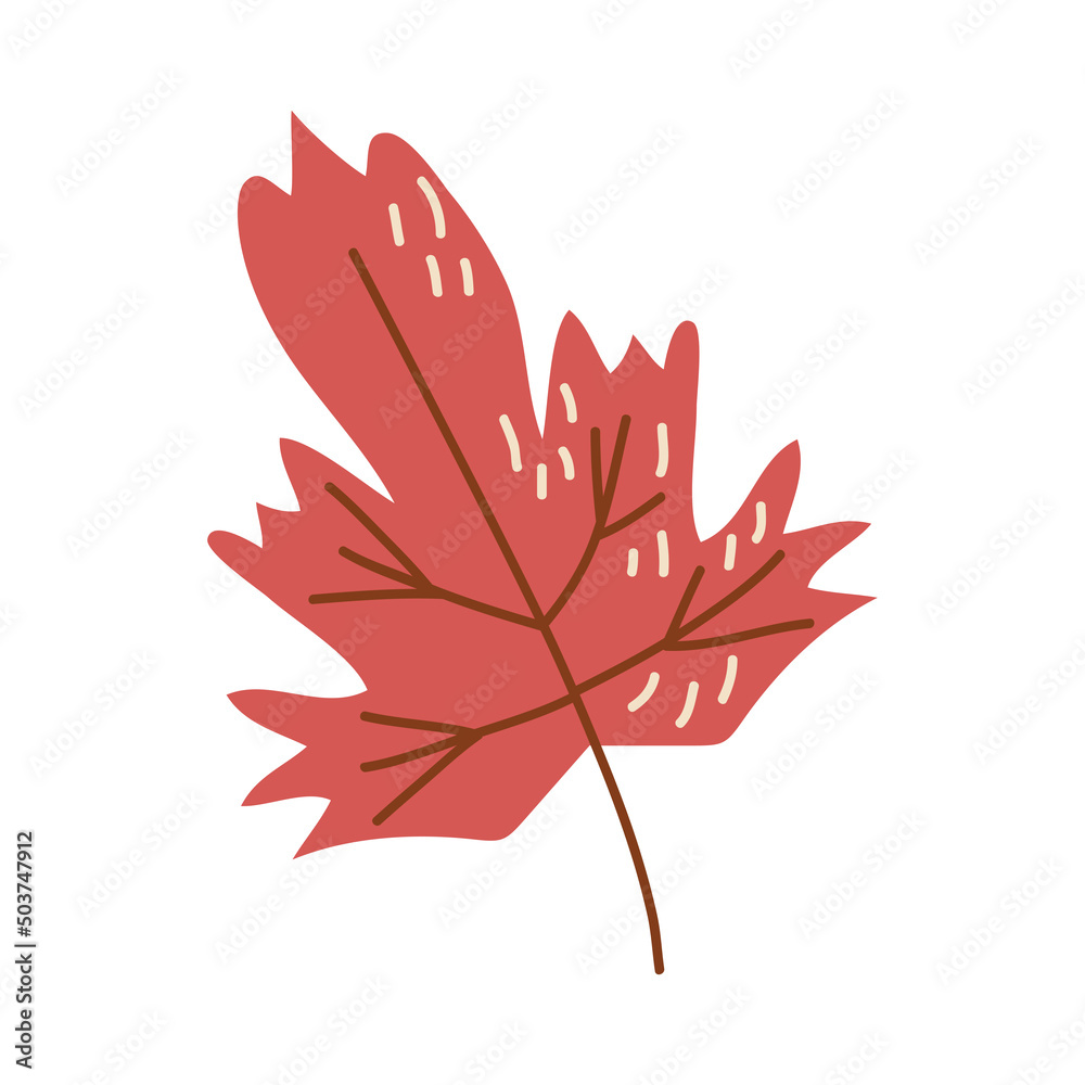 red maple autumn leaf red maple autumn leaf