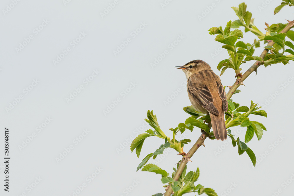 Sedge warbler (Acrocephalus schoenobaenus) portrait in spring. Tiny migratory songbird. Sedge warbler (Acrocephalus schoenobaenus) portrait in spring. Tiny migratory songbird.
