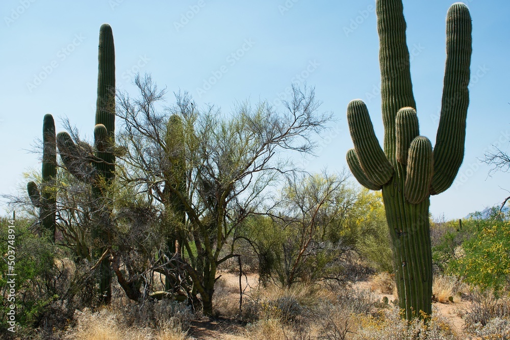 Saguaro national Park is in southern Arizona. The park is named for the large saguaro cactus, native to its desert environment