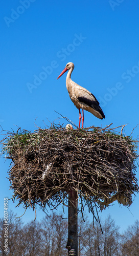 Animal bird called the white stork nesting in the village of Niedzwiadna in Masovia, Poland.