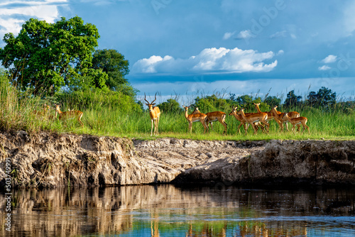 a small herd of impalas stands on the riverbank, Caprivi strip of Namibia photo