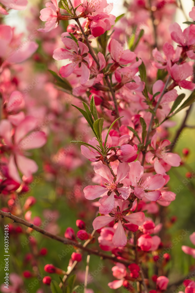 Prunus Tenalla or pink dwarf almond flowers. Pink blossom tree on a blurred background. Gardening and lanscape design concept. Prunus Tenalla or pink dwarf almond flowers. Pink blossom tree on a blurred background. Gardening and lanscape design concept.