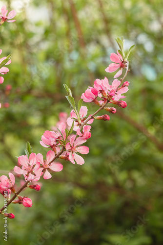 Prunus Tenalla or pink dwarf almond flowers. Pink blossom tree on a blurred background. Gardening and lanscape design concept. © Tanya
