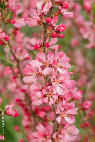 Prunus Tenalla or pink dwarf almond flowers. Pink blossom tree on a blurred background. Gardening and lanscape design concept.