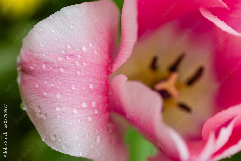 Fototapeta premium Pink tulip bud with delicately smooth petals and water droplets after rain or watering plants in spring garden view from above. Floristry, breeding bulb plants, bulbous flowers. Greeting bouquet.
