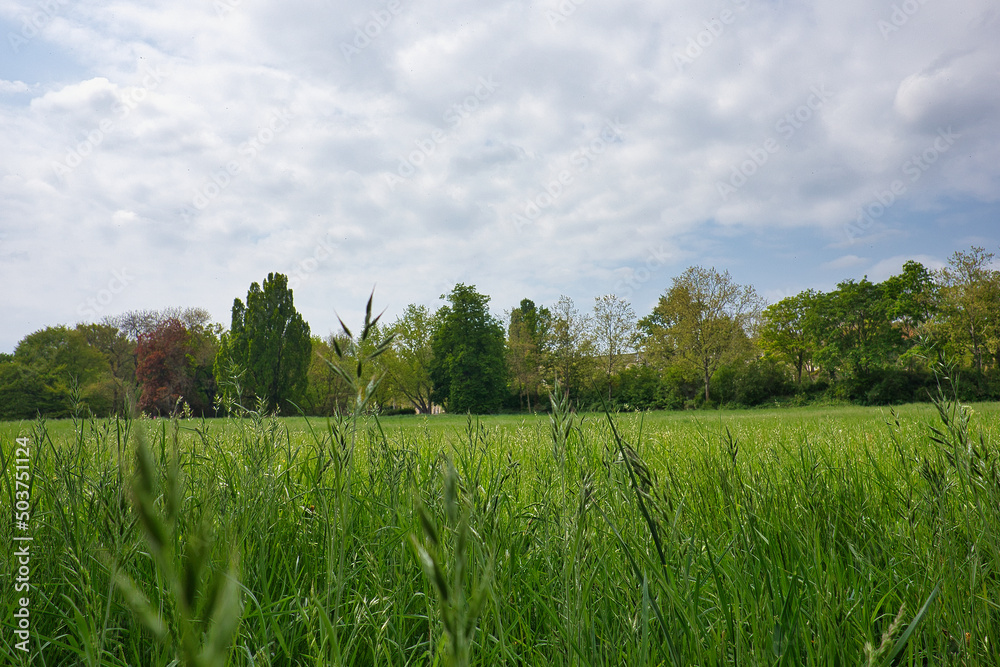Obraz premium Froschperspektive auf saftig grüne Gräser und Halme einer Wiese unter bewölktem Himmel im Park Palmengarten, Naturidylle pur, Leipzig, Sachsen, Deutschland