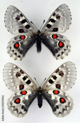 Butterfly with large red spots Parnassius tianshanicus. Papilionidae. Collection butterflies. Lepidoptera. Entomology. photo