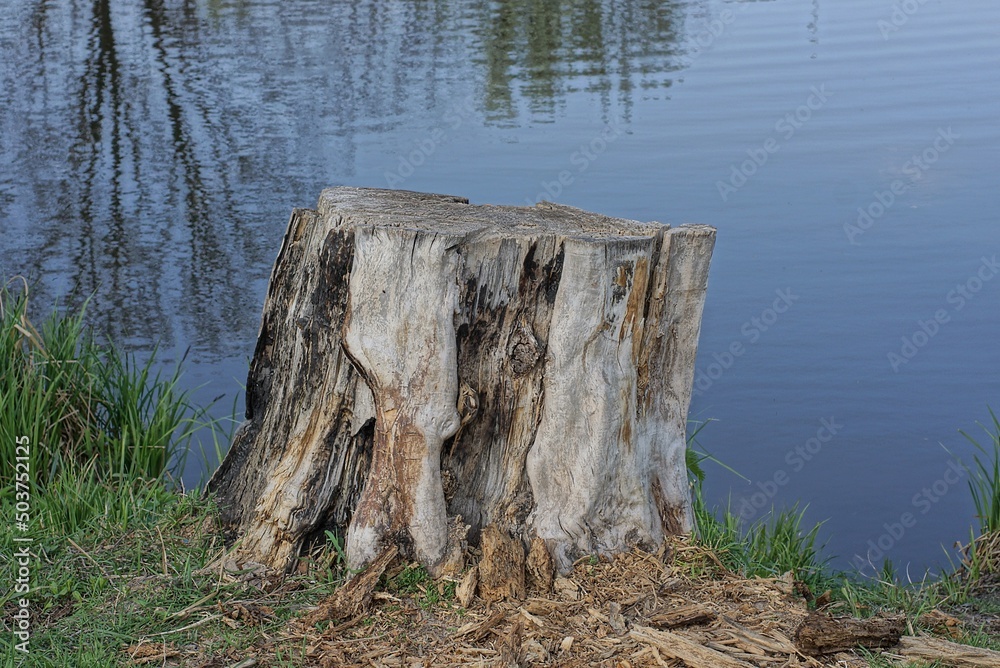 one large gray dry stump of a poplar tree on the shore in green grass near the water of the lake one large gray dry stump of a poplar tree on the shore in green grass near the water of the lake