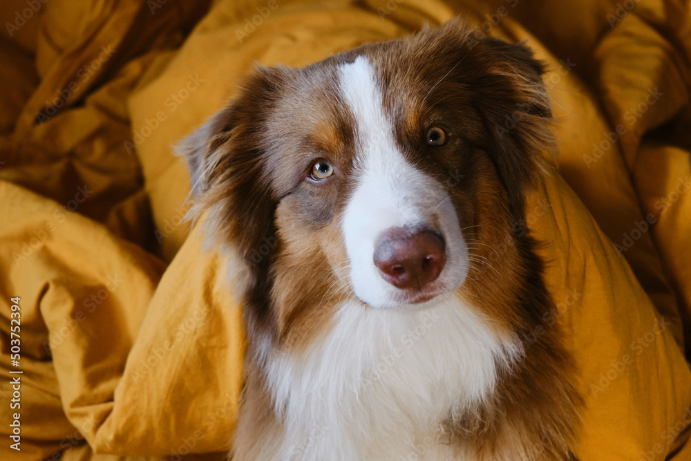 Animals behave like people concept. Hotel and rest with a pet. Young Australian Shepherd in bed. Cute puppy aussie woke up in the morning on yellow bedding at home. Close-up portrait.