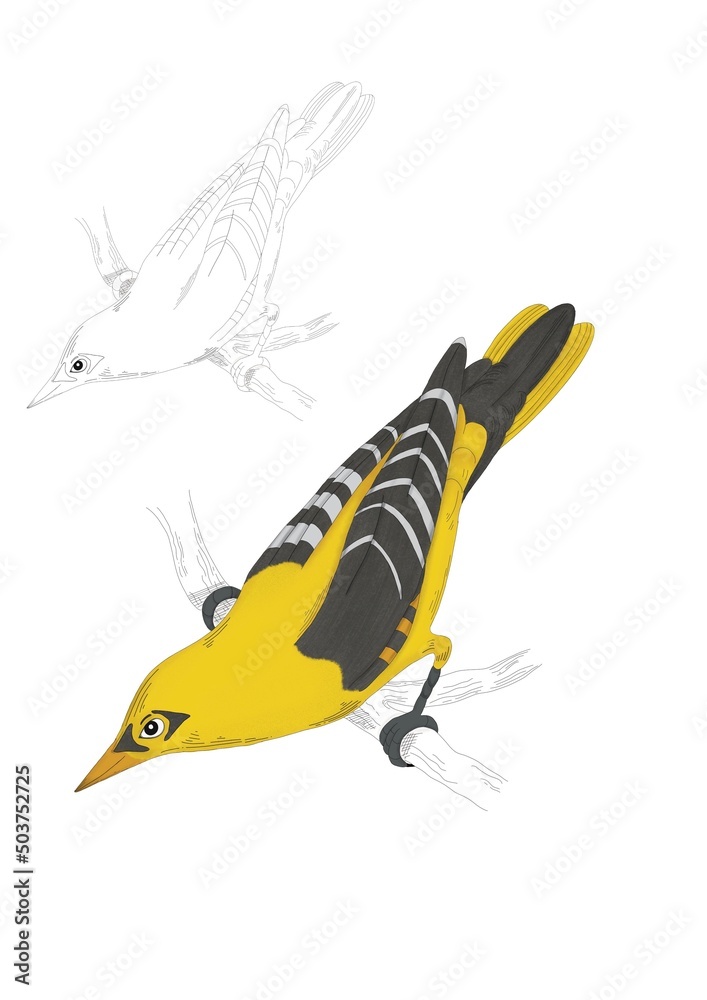 Fototapeta premium yellow bird oriole sitting on a branch